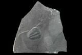 Elrathia Trilobite Fossil - Utah - House Range #139614-1